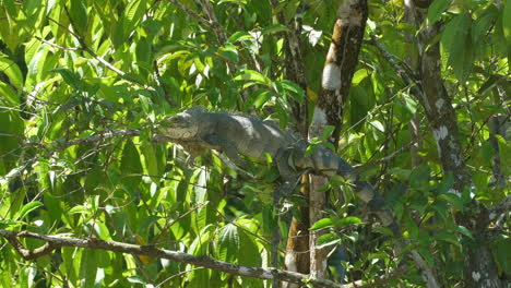 Gran-Iguana-Tomando-Un-Baño-De-Sol-En-Una-Rama-En-La-Guayana-Francesa.